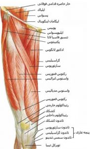 عضلات قدامی ران